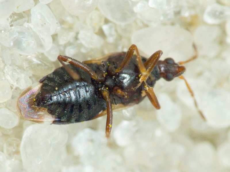 Anthocoris nemoralis (Fabricius, 1794)
